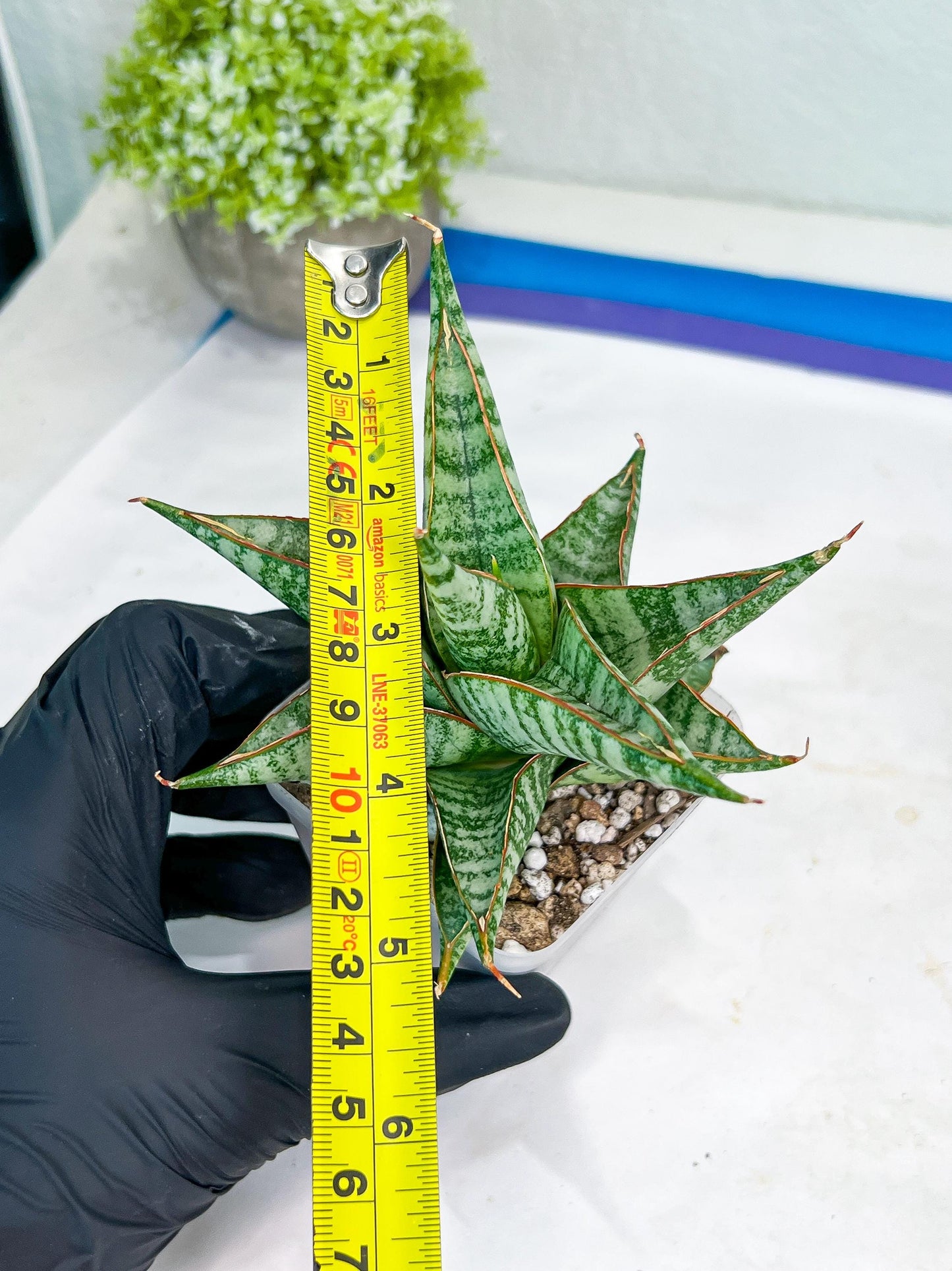 Sansevieria Ghuto (#Ba20) | Imported Plants | Rare Hybrid Species