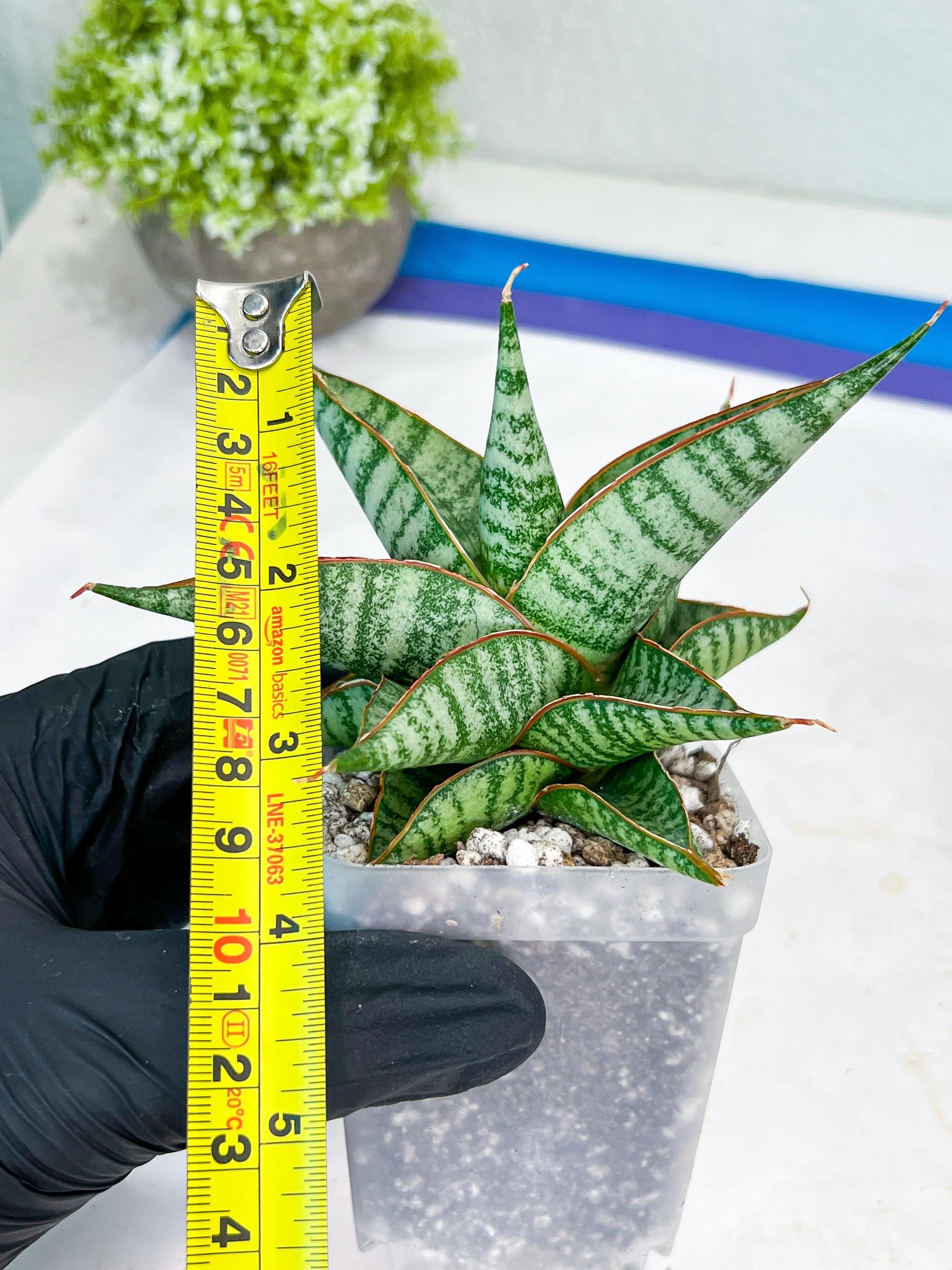 Sansevieria Ghuto (#Ba20) | Imported Plants | Rare Hybrid Species