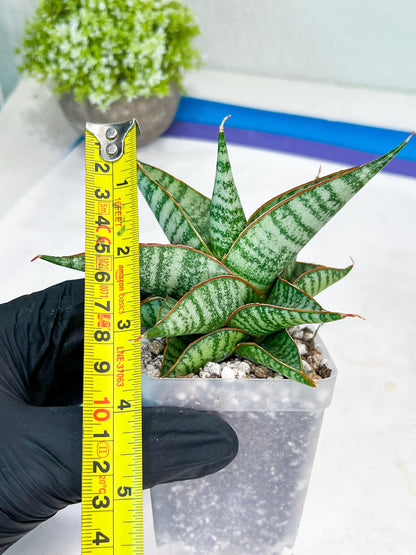 Sansevieria Ghuto (#Ba20) | Imported Plants | Rare Hybrid Species