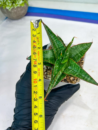 Sansevieria Gombloh (#Ba21) | Imported Plants | Rare Hybrid Species