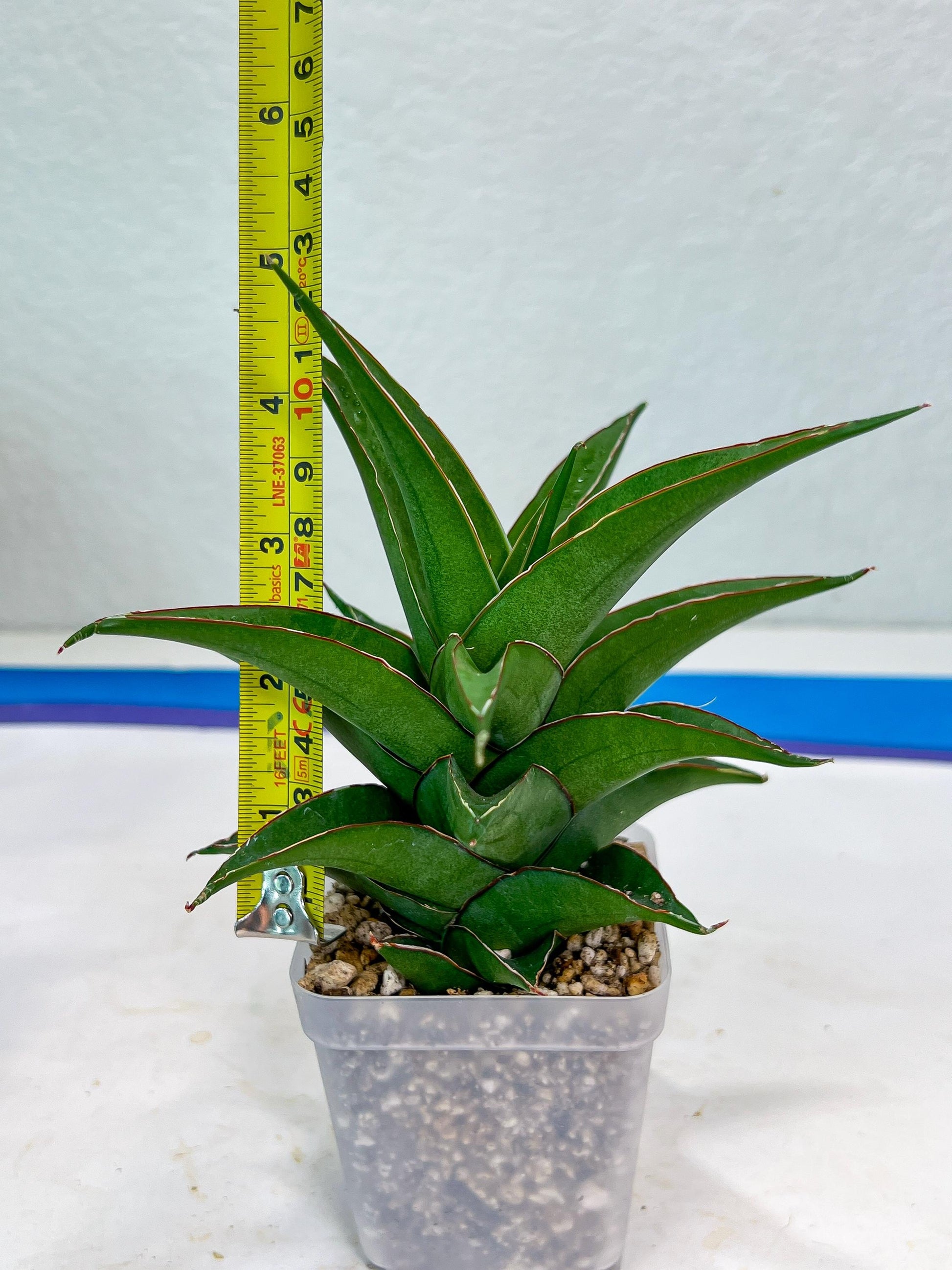 Sansevieria Agustus (#Ba22.5) | Imported Plants | Rare Hybrid Species