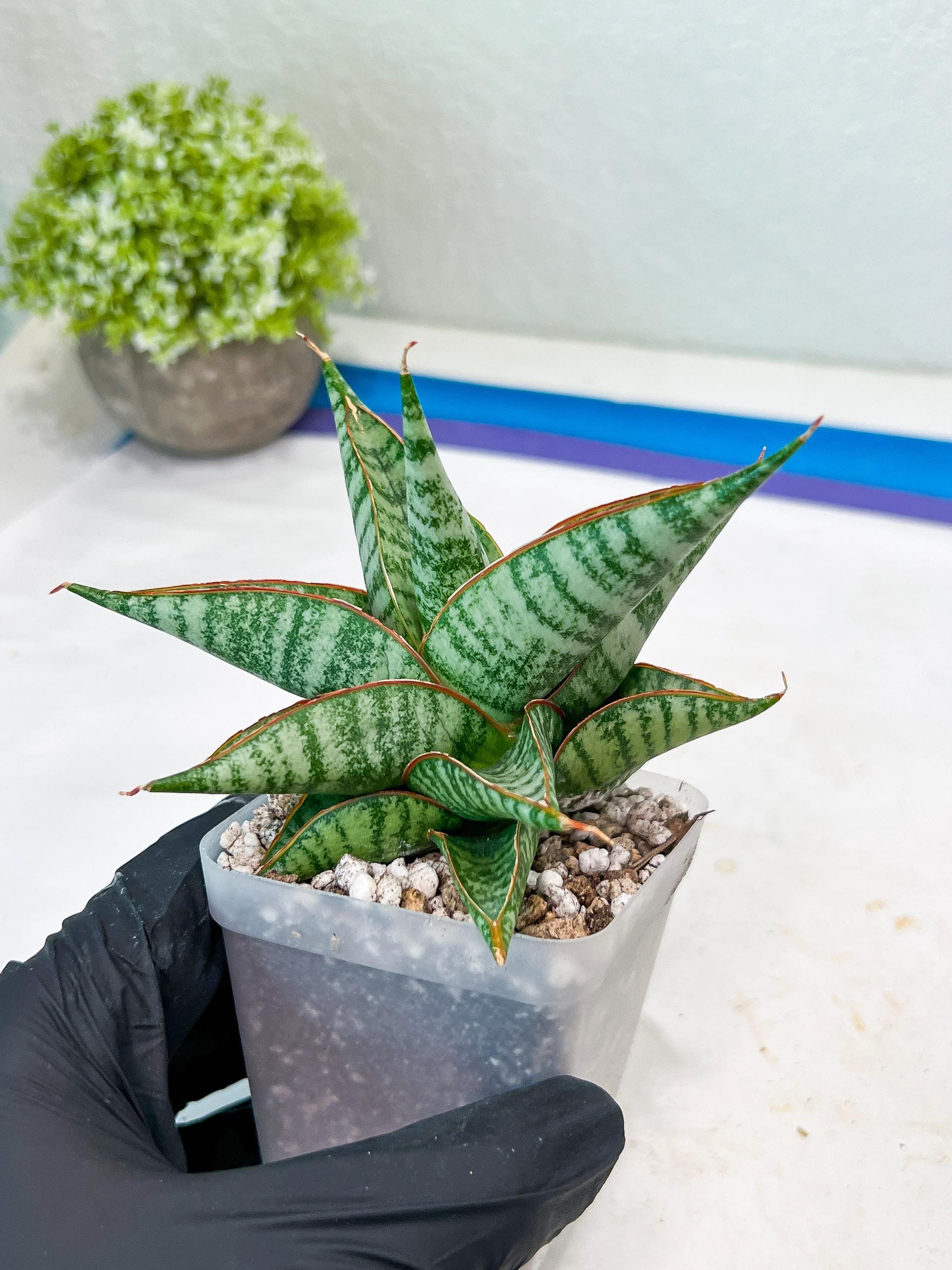 Sansevieria Ghuto (#Ba20) | Imported Plants | Rare Hybrid Species