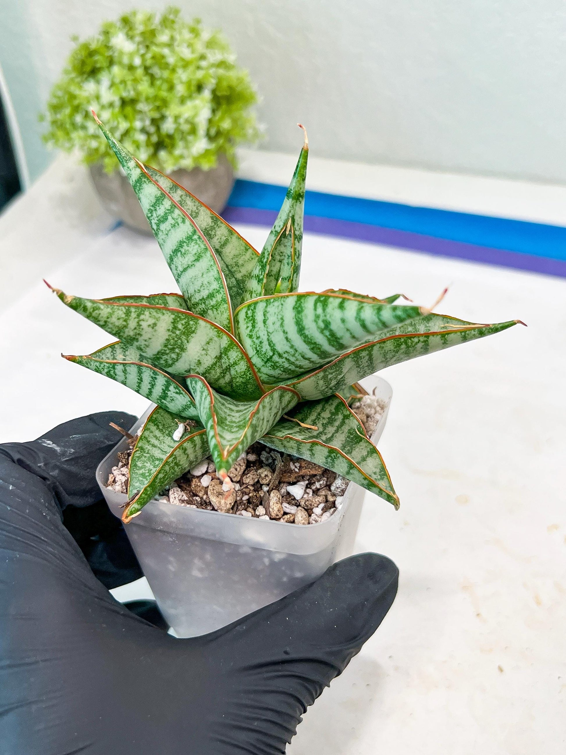 Sansevieria Ghuto (#Ba20) | Imported Plants | Rare Hybrid Species
