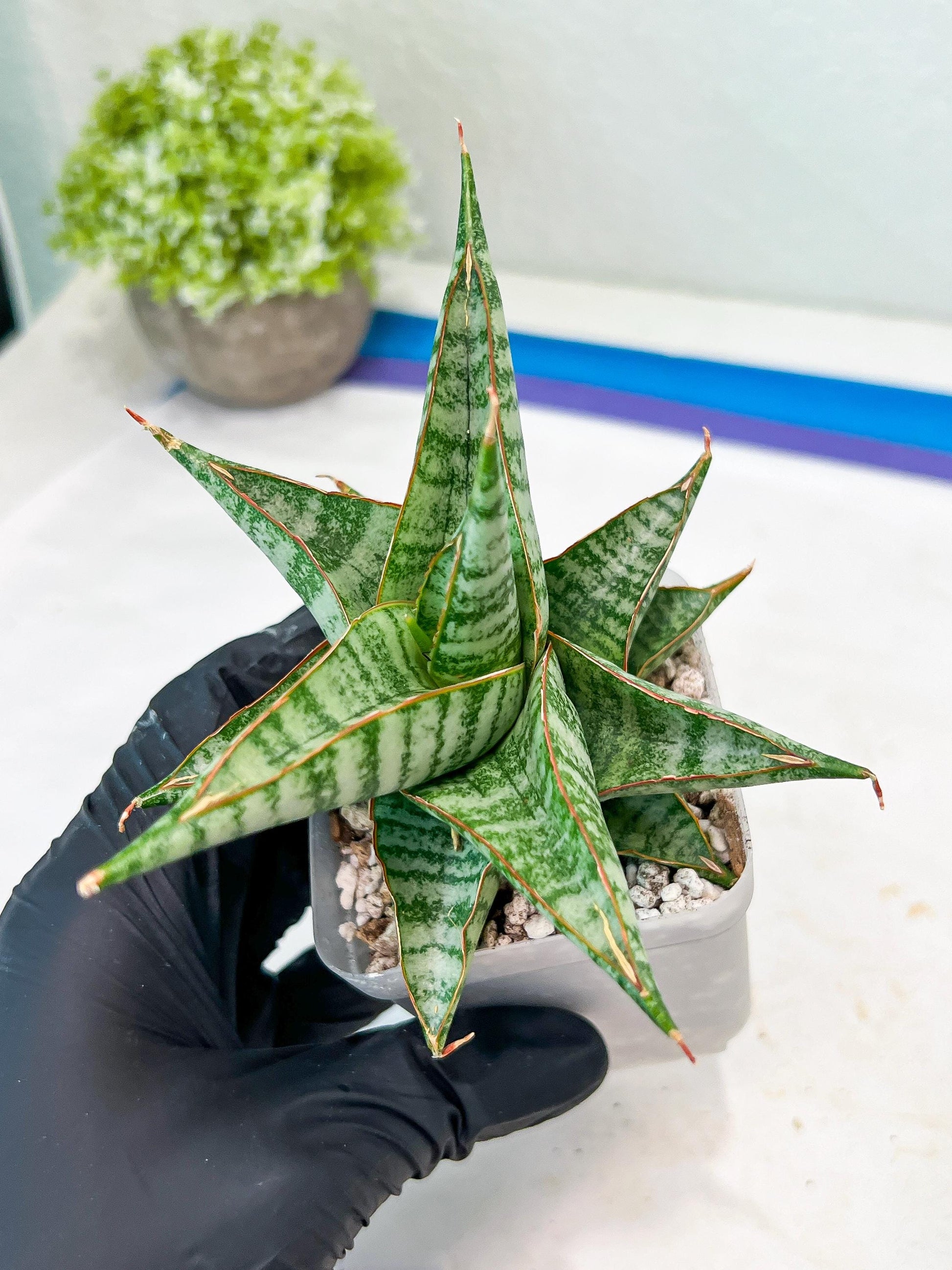 Sansevieria Ghuto (#Ba20) | Imported Plants | Rare Hybrid Species