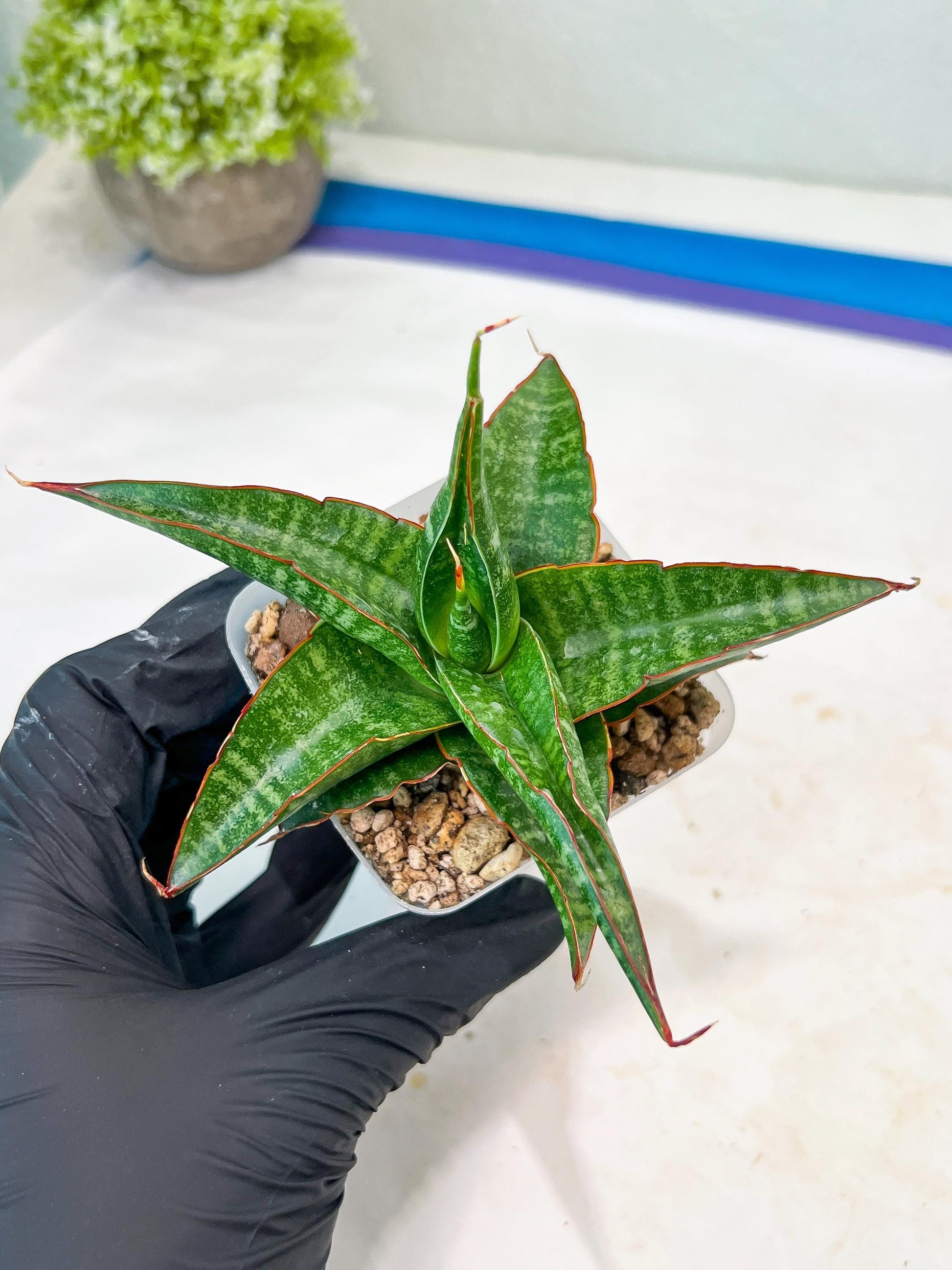 Sansevieria Gombloh (#Ba21) | Imported Plants | Rare Hybrid Species