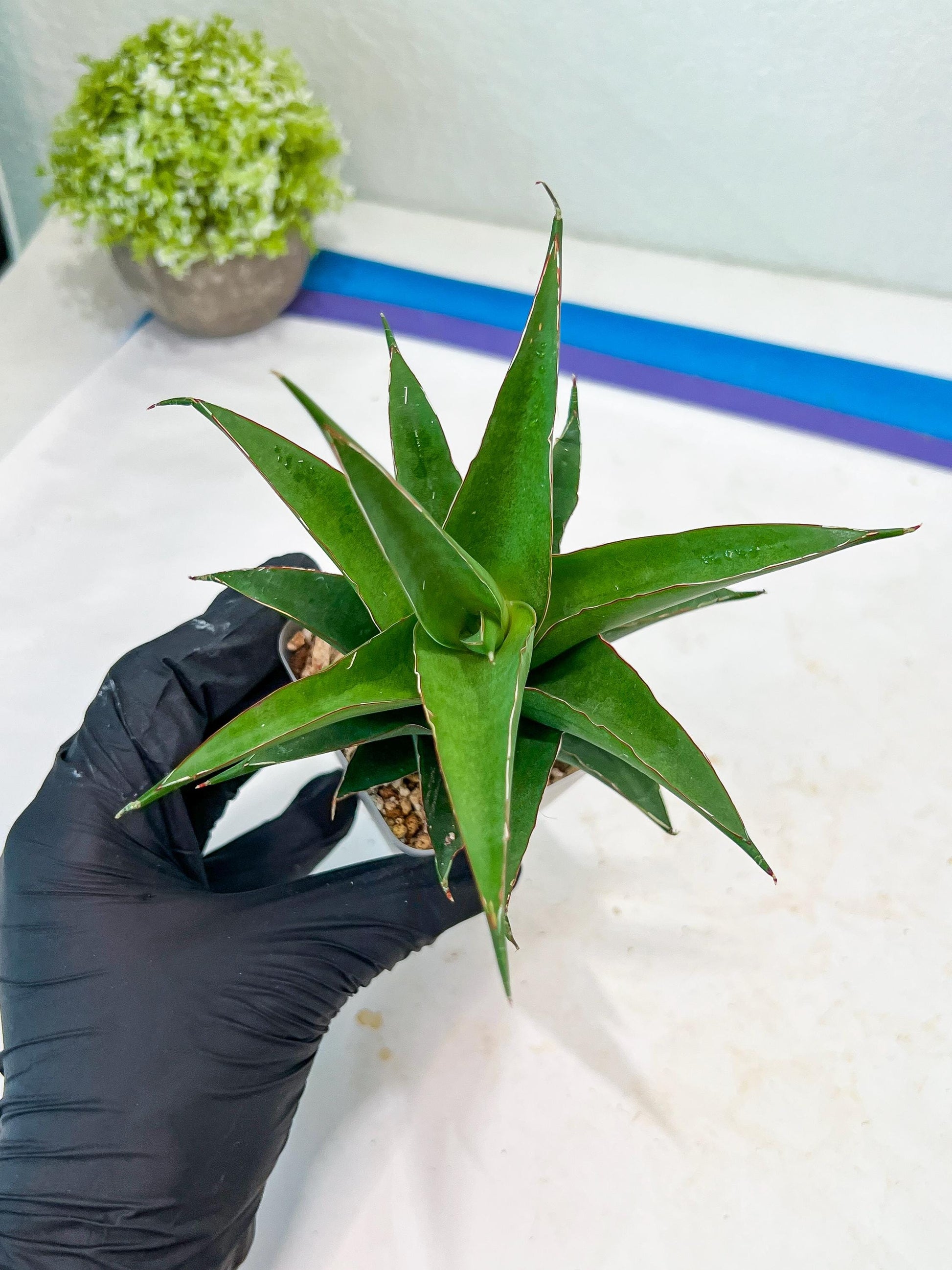 Sansevieria Agustus (#Ba22.5) | Imported Plants | Rare Hybrid Species