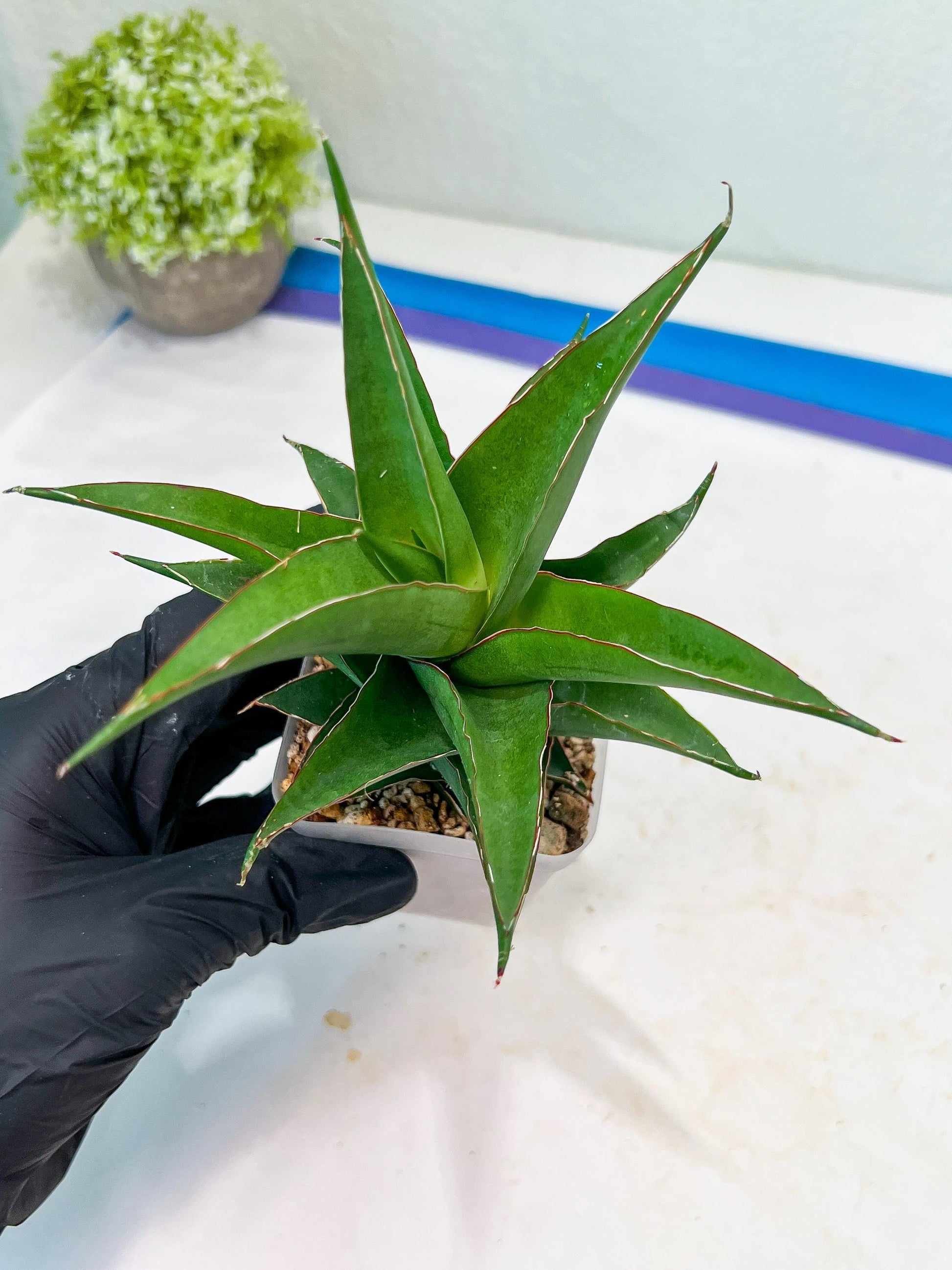 Sansevieria Agustus (#Ba22.5) | Imported Plants | Rare Hybrid Species