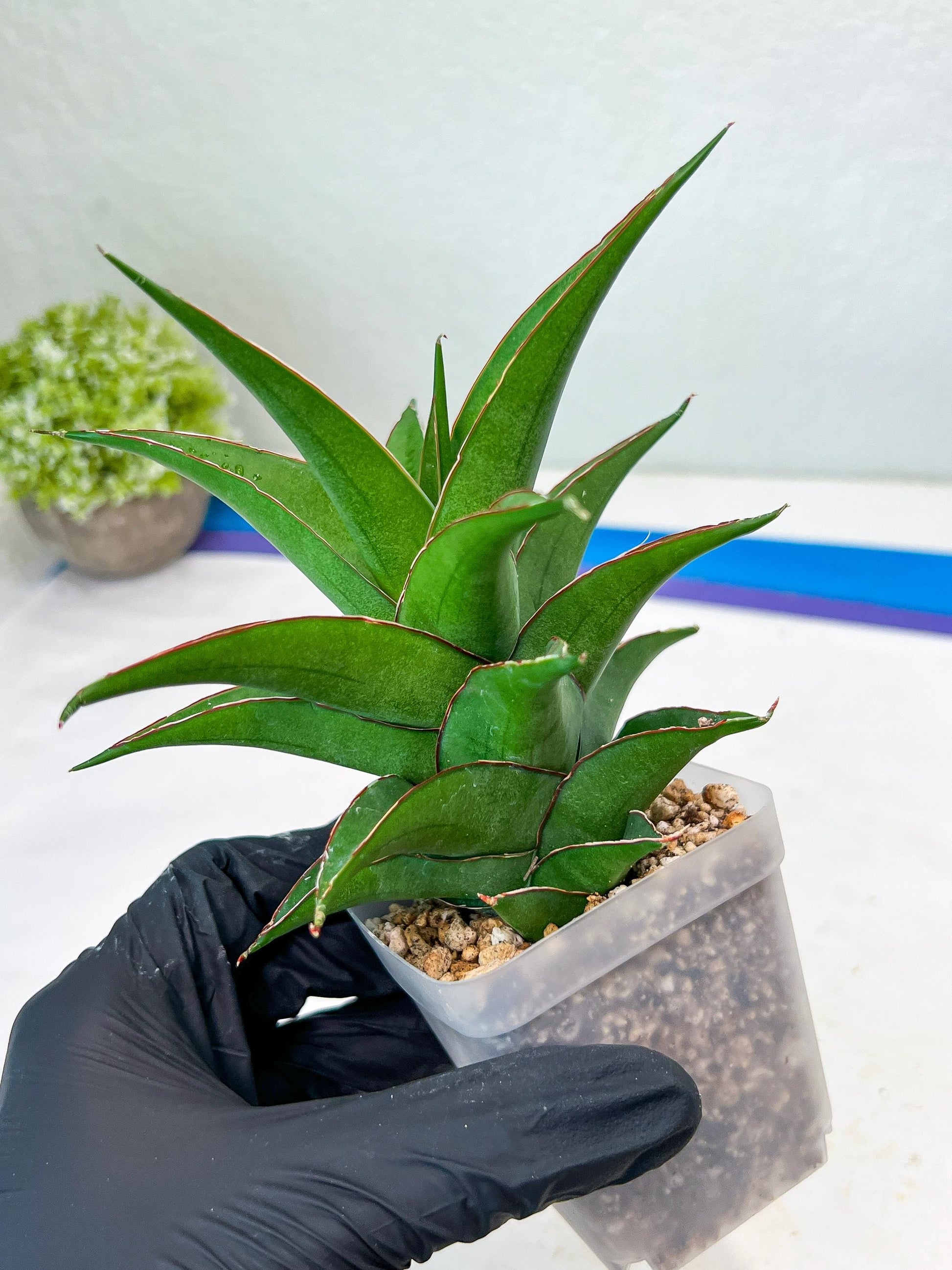 Sansevieria Agustus (#Ba22.5) | Imported Plants | Rare Hybrid Species