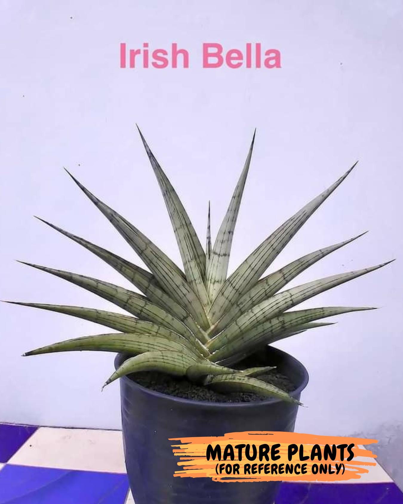 Sansevieria Irish Bella (#Ba22) | Imported Plants | Rare Hybrid Species