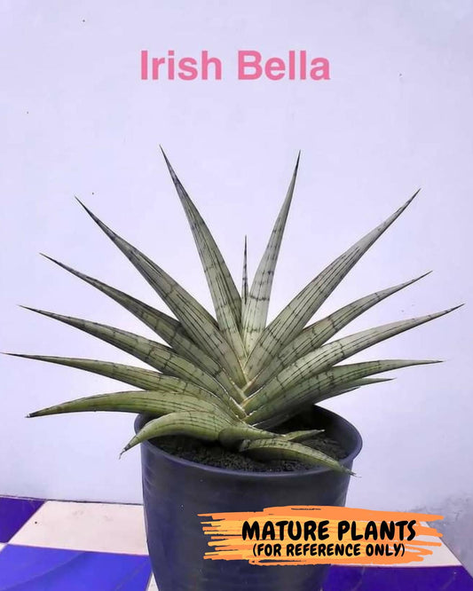 Sansevieria Irish Bella (#Ba22) | Imported Plants | Rare Hybrid Species