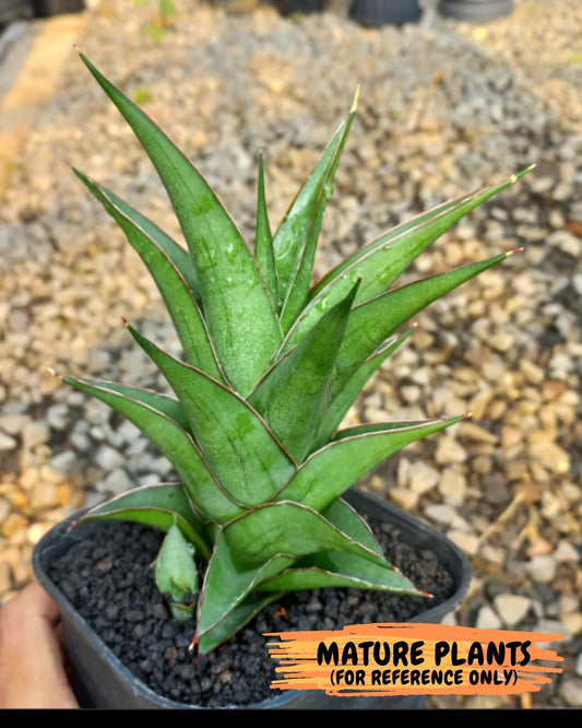 Sansevieria Agustus (#Ba22.5) | Imported Plants | Rare Hybrid Species