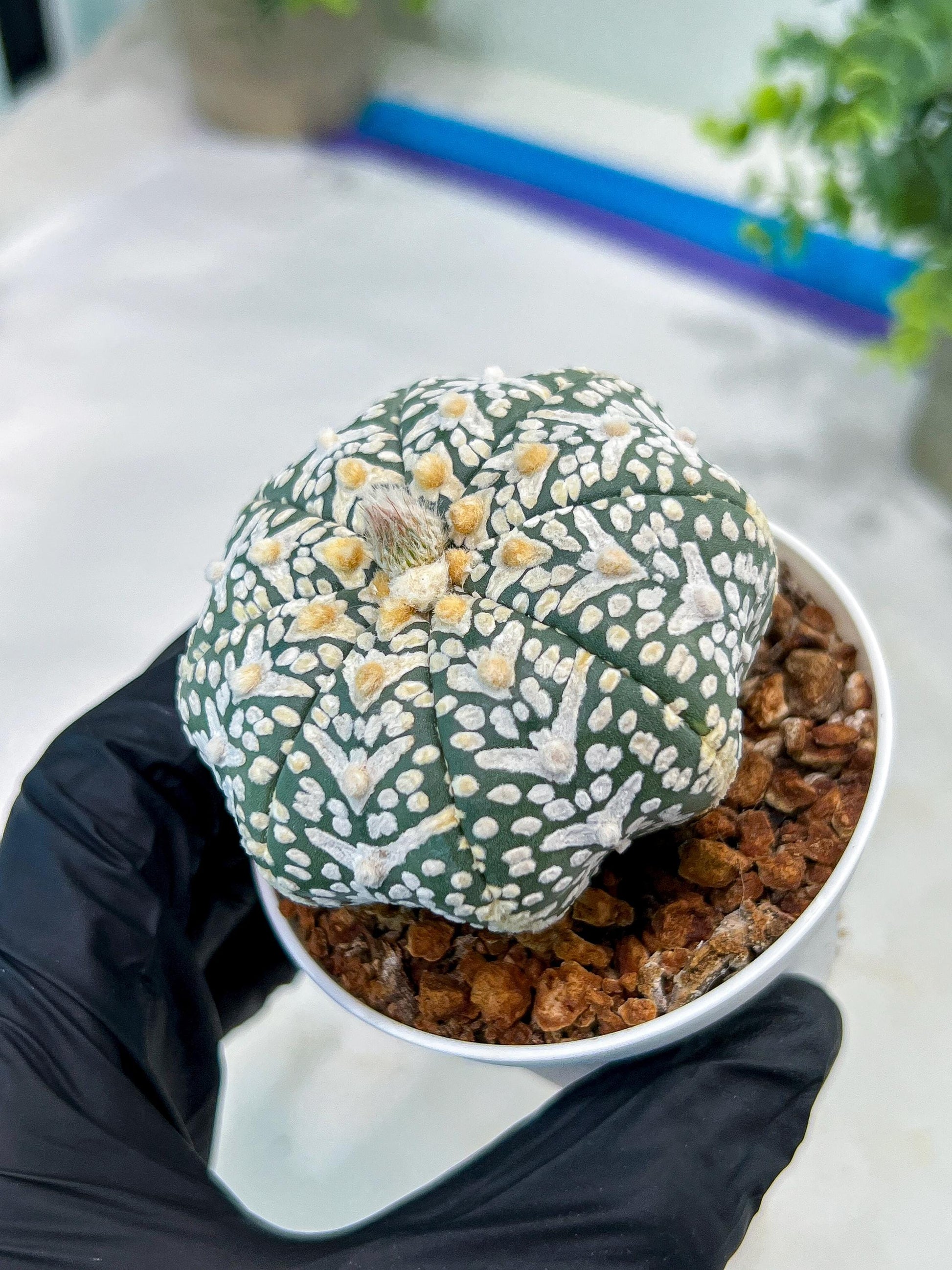 Astrophytum V-Type (#T1G1) | USA Plant Seller | 3" Pot