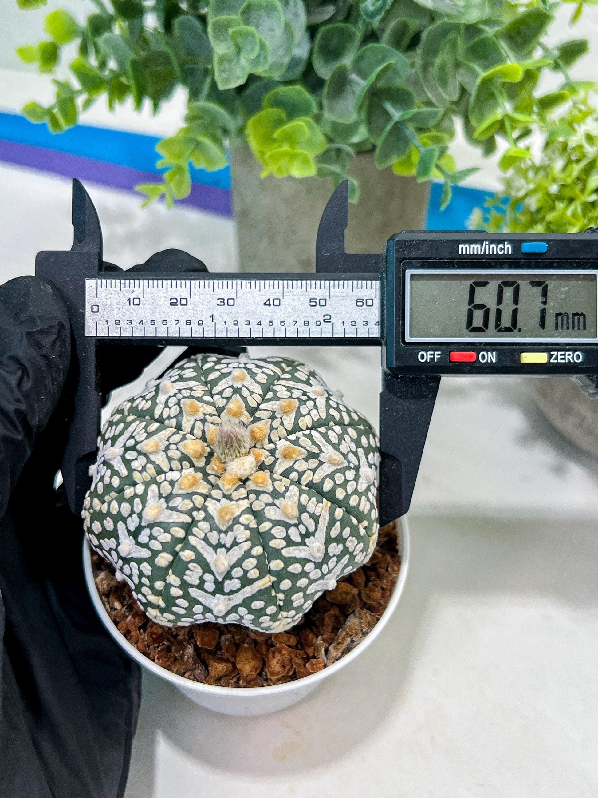 Astrophytum V-Type (#T1G1) | USA Plant Seller | 3" Pot