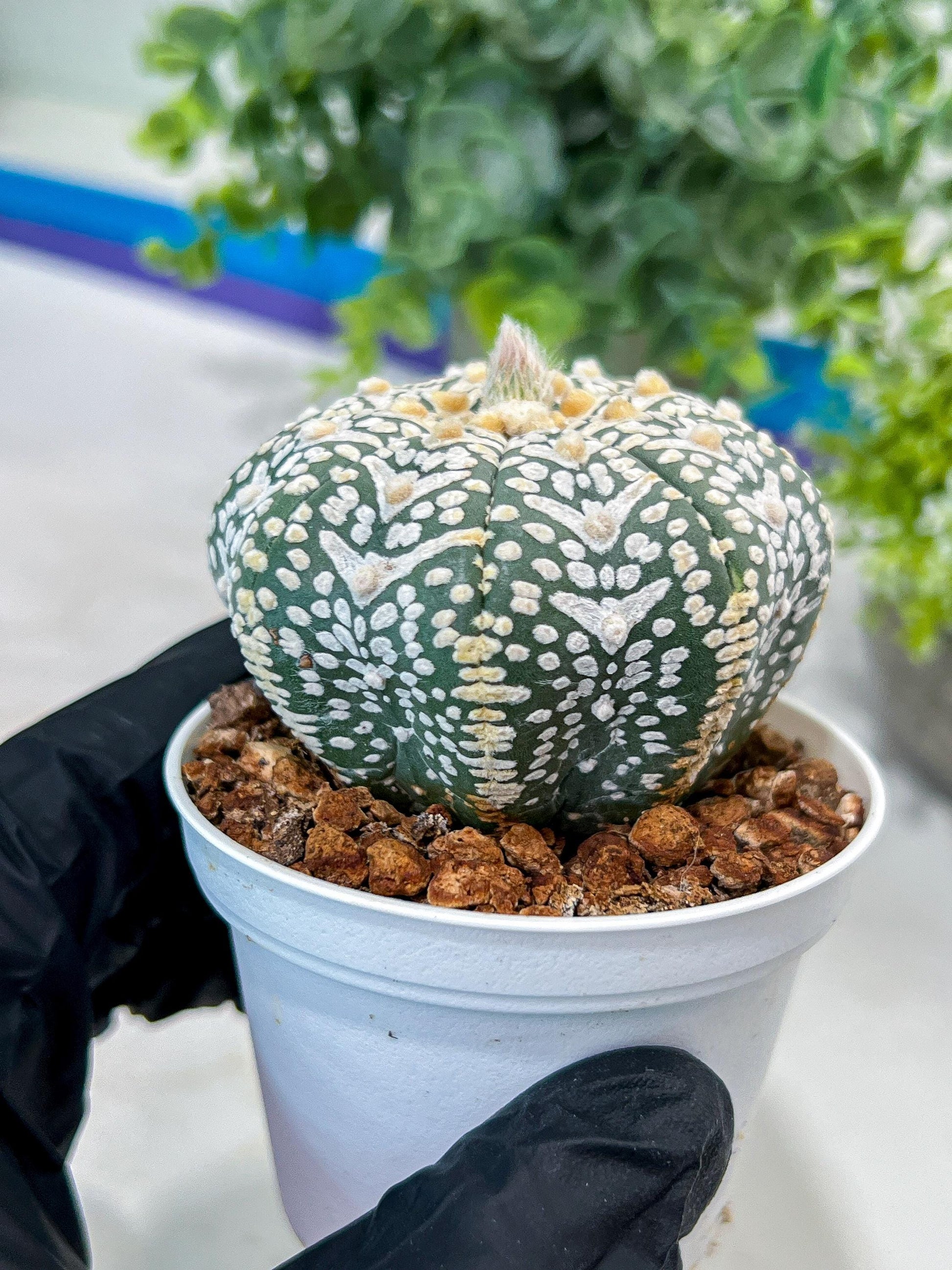 Astrophytum V-Type (#T1G1) | USA Plant Seller | 3" Pot