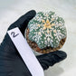 Astrophytum V-Type (#T1G2) | Las Vegas Plant Shop | 3"Pots