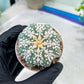 Astrophytum V-Type (#T1G2) | Las Vegas Plant Shop | 3"Pots