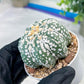 Astrophytum V-Type (#T1G2) | Las Vegas Plant Shop | 3"Pots