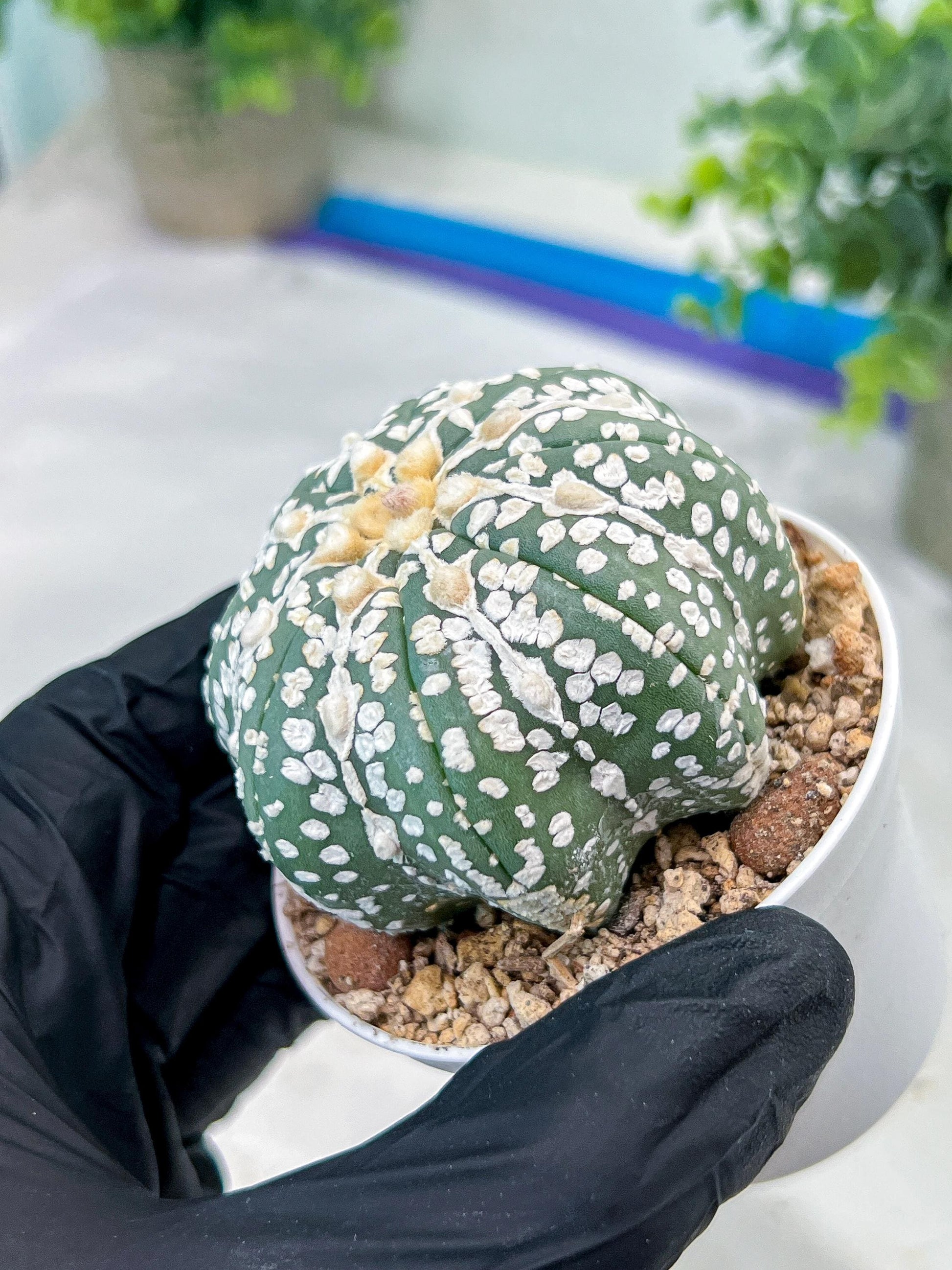 Astrophytum V-Type (#T1G2) | Las Vegas Plant Shop | 3"Pots