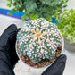 Astrophytum V-Type (#T1G2) | Las Vegas Plant Shop | 3"Pots