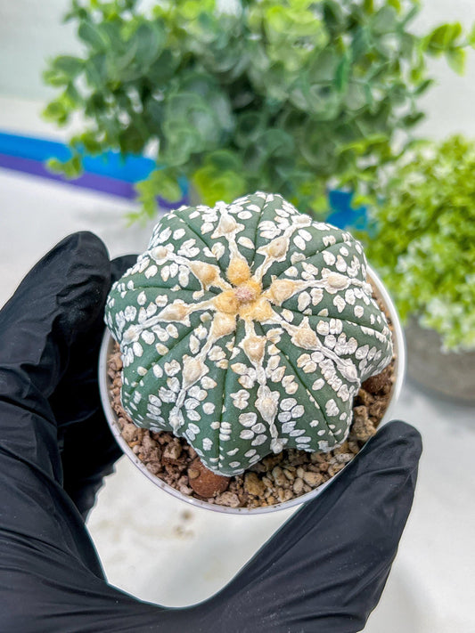 Astrophytum V-Type (#T1G2) | Las Vegas Plant Shop | 3"Pots
