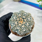 Astrophytum V-Type (#T1G3) | Nevada Botanical Shop | 3" Pot