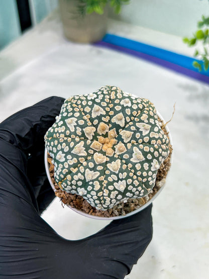 Astrophytum V-Type (#T1G3) | Nevada Botanical Shop | 3" Pot