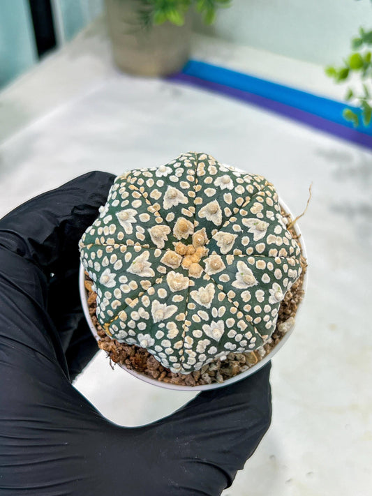 Astrophytum V-Type (#T1G3) | Nevada Botanical Shop | 3" Pot