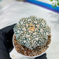 Astrophytum V-Type (#T1G3) | Nevada Botanical Shop | 3" Pot