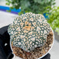 Astrophytum V-Type (#T1G3) | Nevada Botanical Shop | 3" Pot