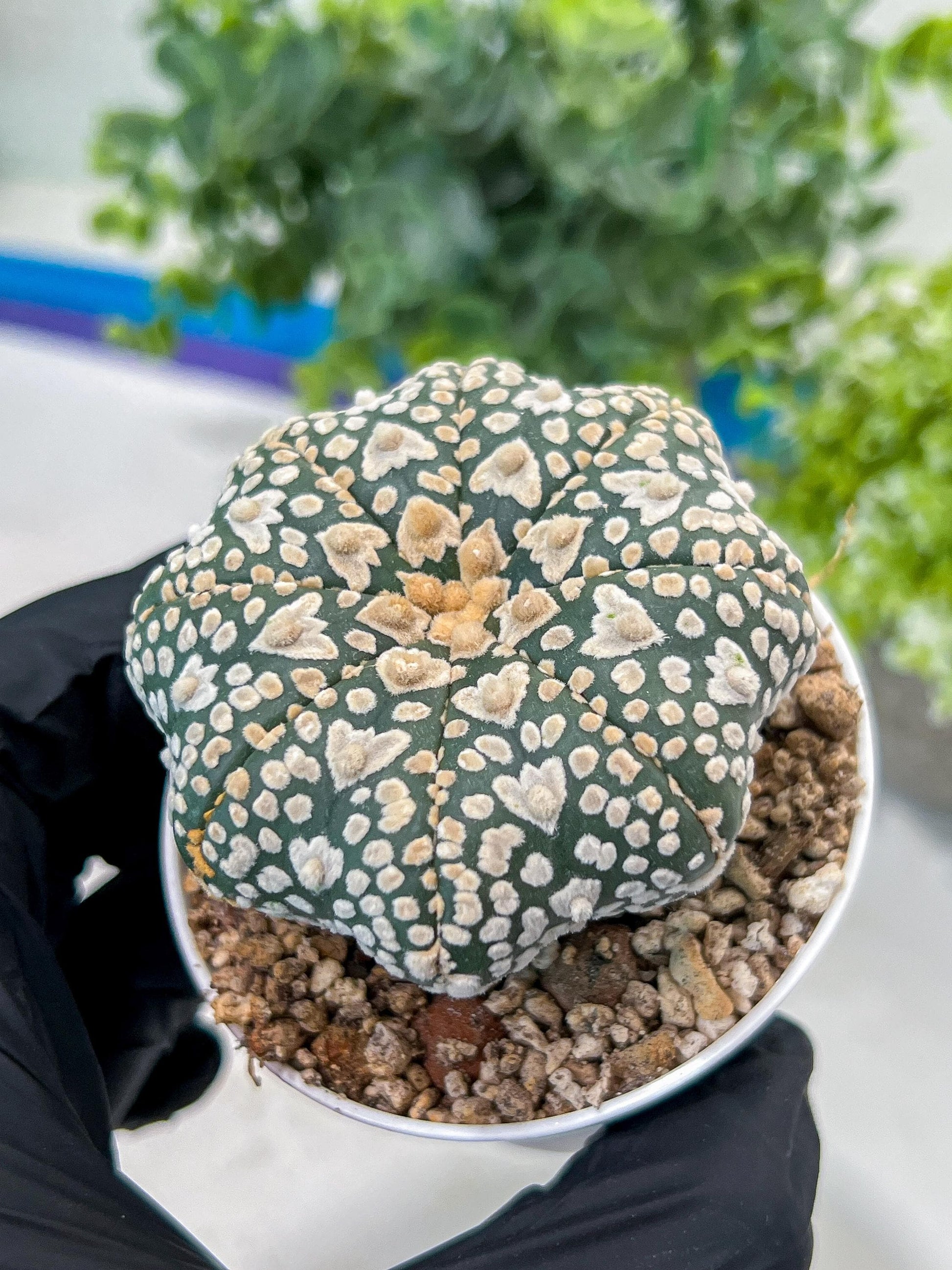 Astrophytum V-Type (#T1G3) | Nevada Botanical Shop | 3" Pot