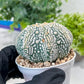Astrophytum V-Type (#T1G4) | Imported From Japan/korea | 3" Pot