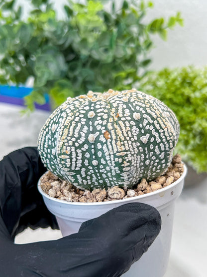 Astrophytum V-Type (#T1G4) | Imported From Japan/korea | 3" Pot