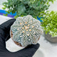 Astrophytum V-Type (#T1G4) | Imported From Japan/korea | 3" Pot