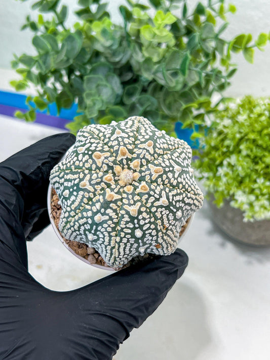 Astrophytum V-Type (#T1G4) | Imported From Japan/korea | 3" Pot