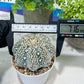 Astrophytum V-Type (#T1G4) | Imported From Japan/korea | 3" Pot