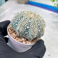 Astrophytum V-Type (#T1G4) | Imported From Japan/korea | 3" Pot