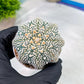 Astrophytum V-Type (#T1G4) | Imported From Japan/korea | 3" Pot