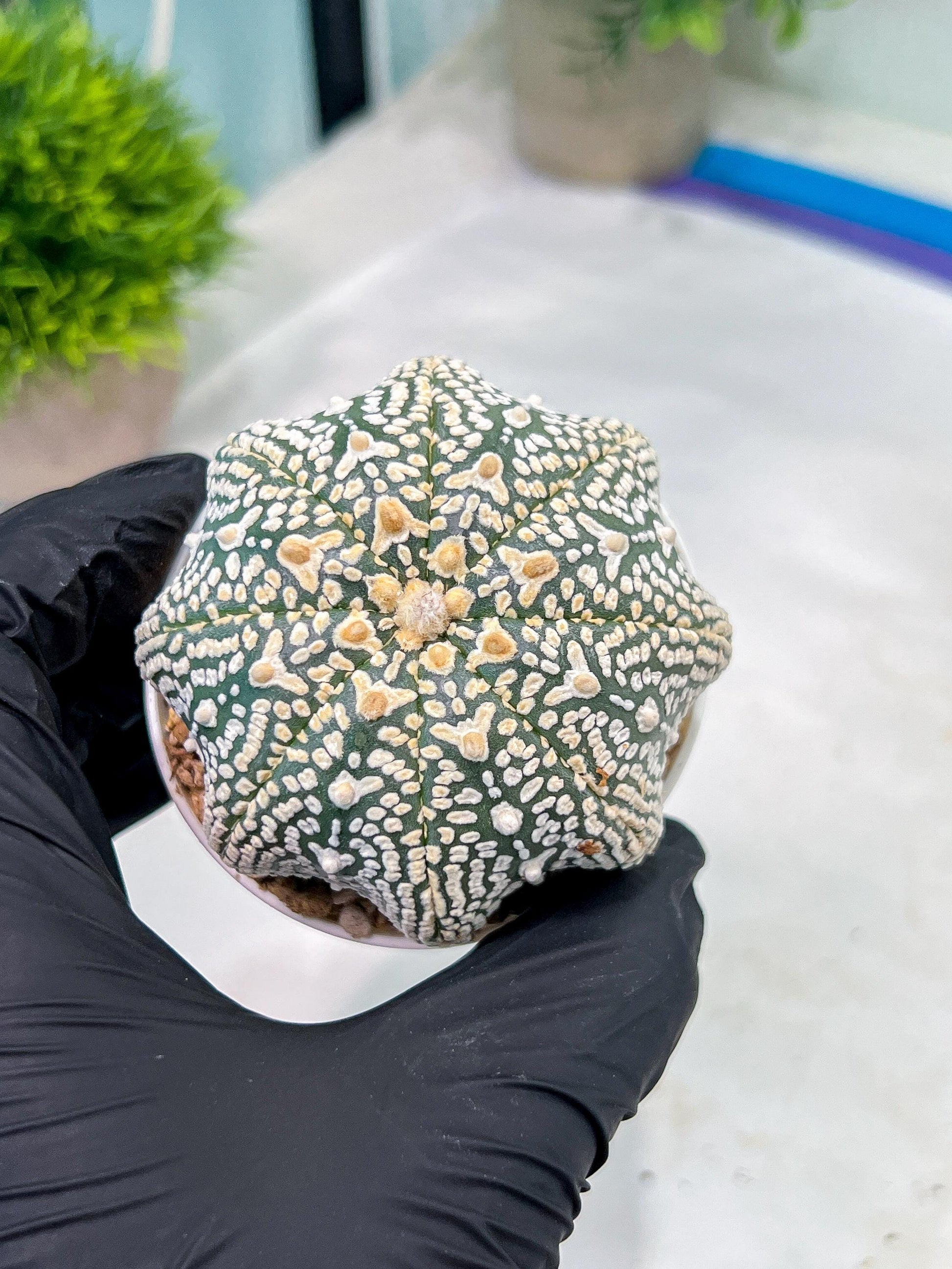 Astrophytum V-Type (#T1G4) | Imported From Japan/korea | 3" Pot