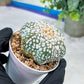 Astrophytum V-Type (#T1G5) | Las Vegas Botanical Shop | 3" Pot