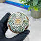 Astrophytum V-Type (#T1G5) | Las Vegas Botanical Shop | 3" Pot