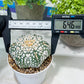 Astrophytum V-Type (#T1G5) | Las Vegas Botanical Shop | 3" Pot