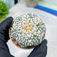 Astrophytum V-Type (#T1G5) | Las Vegas Botanical Shop | 3" Pot