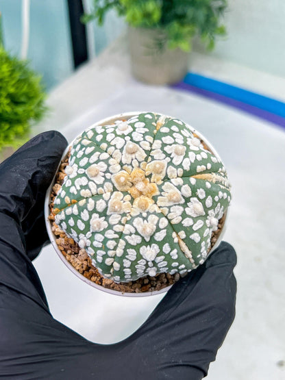 Astrophytum V-Type (#T1G5) | Las Vegas Botanical Shop | 3" Pot