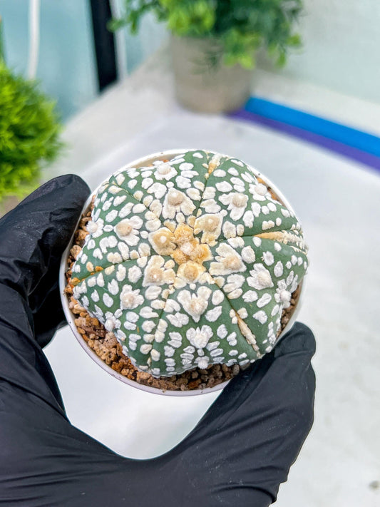 Astrophytum V-Type (#T1G5) | Las Vegas Botanical Shop | 3" Pot