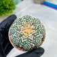 Astrophytum V-Type (#T1G6) | NEVADA Plant Seller | 3" Pot