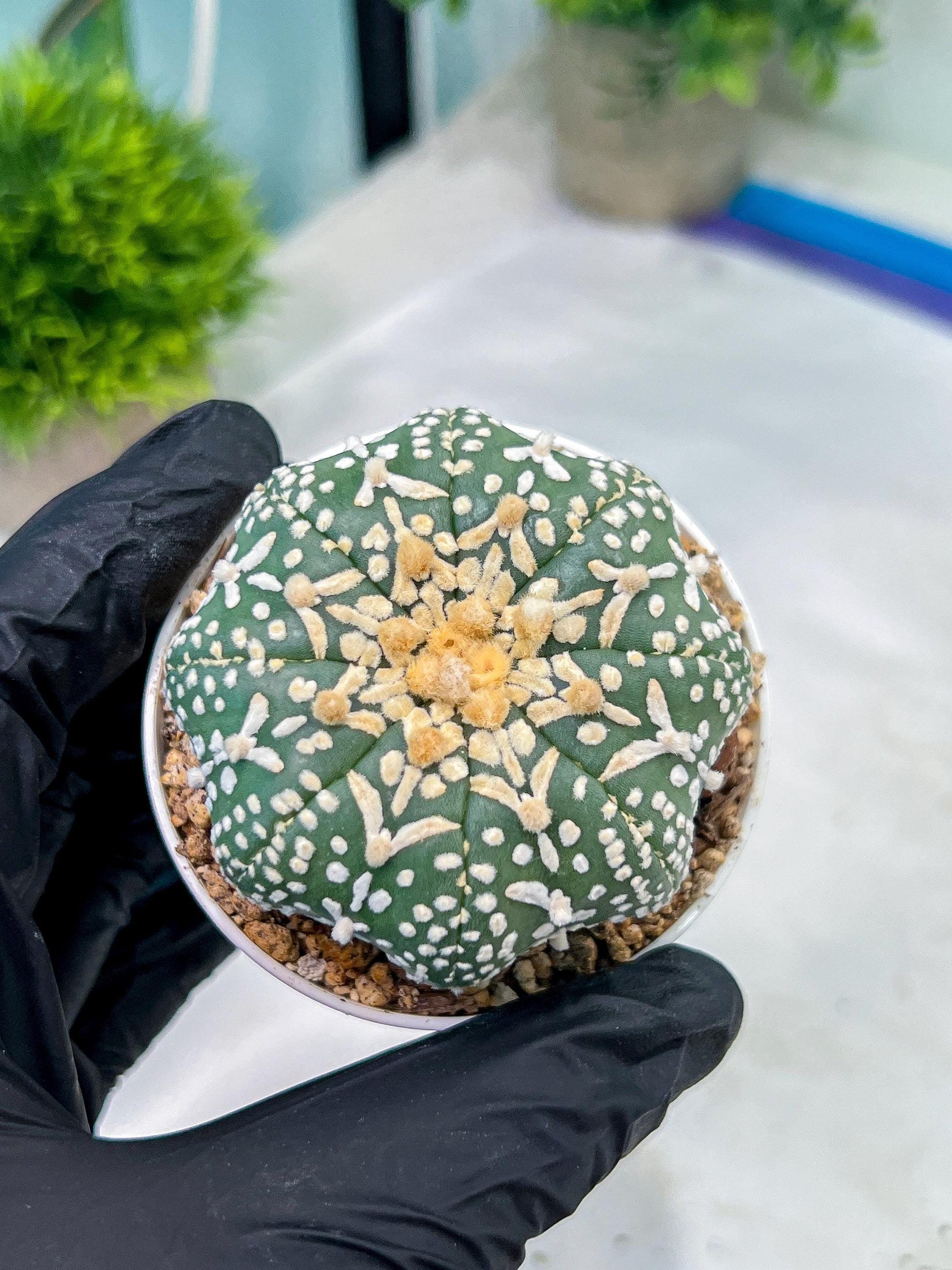 Astrophytum V-Type (#T1G6) | NEVADA Plant Seller | 3" Pot