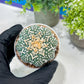 Astrophytum V-Type (#T1G6) | NEVADA Plant Seller | 3" Pot