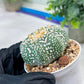 Astrophytum V-Type (#T1G6) | NEVADA Plant Seller | 3" Pot