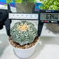 Astrophytum V-Type (#T1G6) | NEVADA Plant Seller | 3" Pot