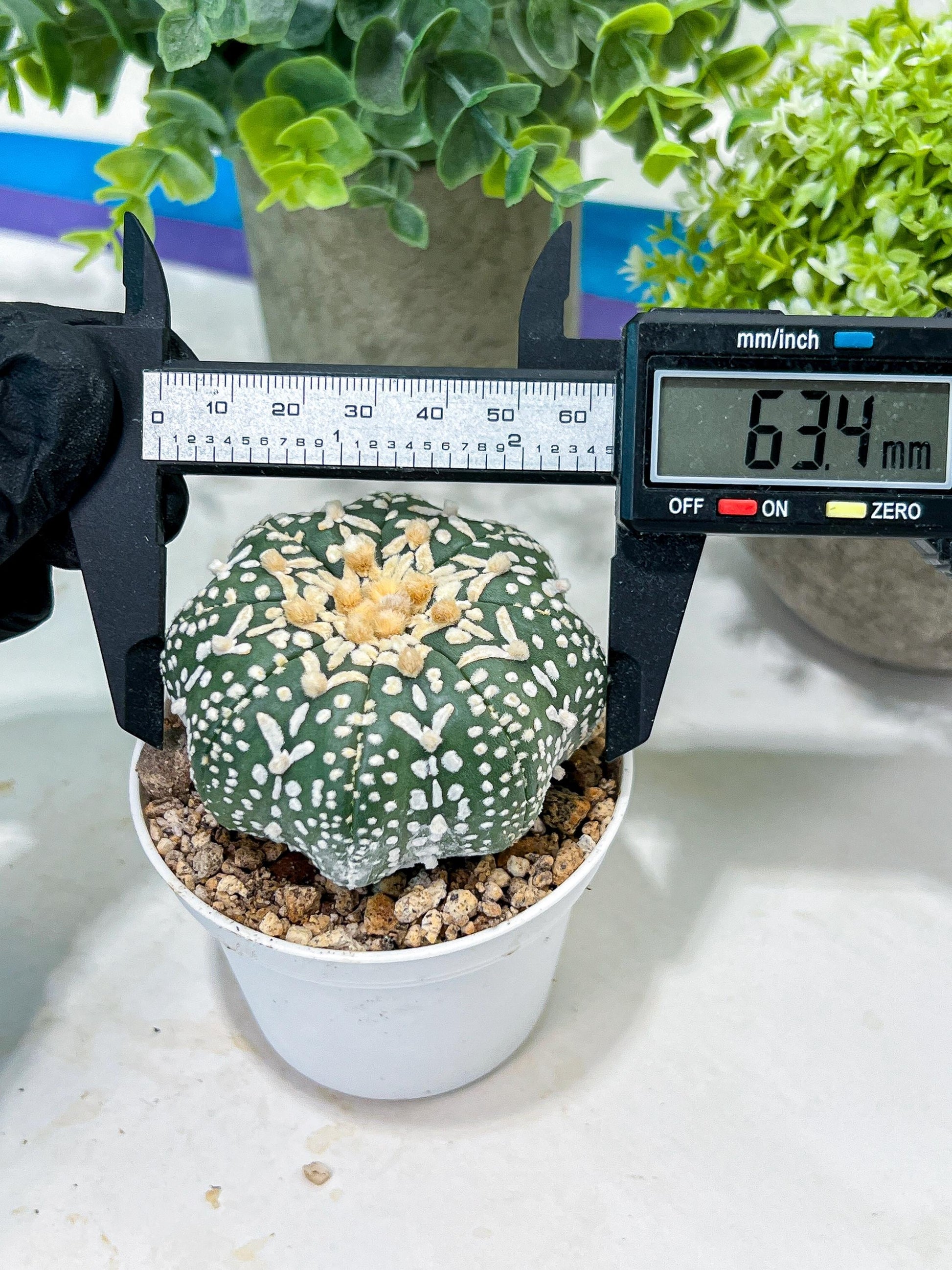 Astrophytum V-Type (#T1G6) | NEVADA Plant Seller | 3" Pot